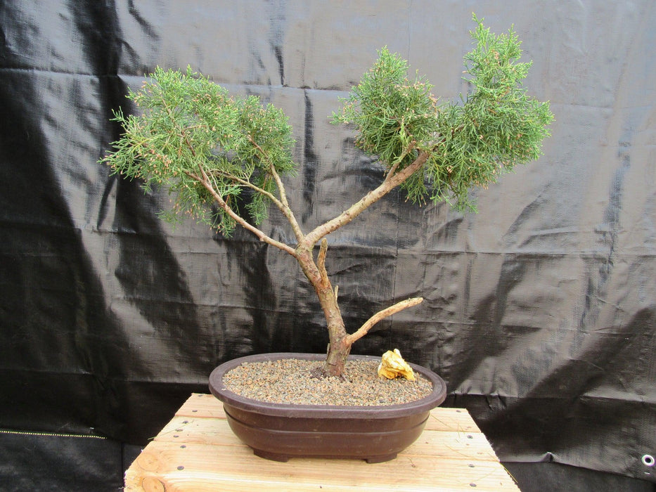 52 Year Old Golden Joy Shimpaku Chinese Juniper Specimen Bonsai Tree Literati Style Profile