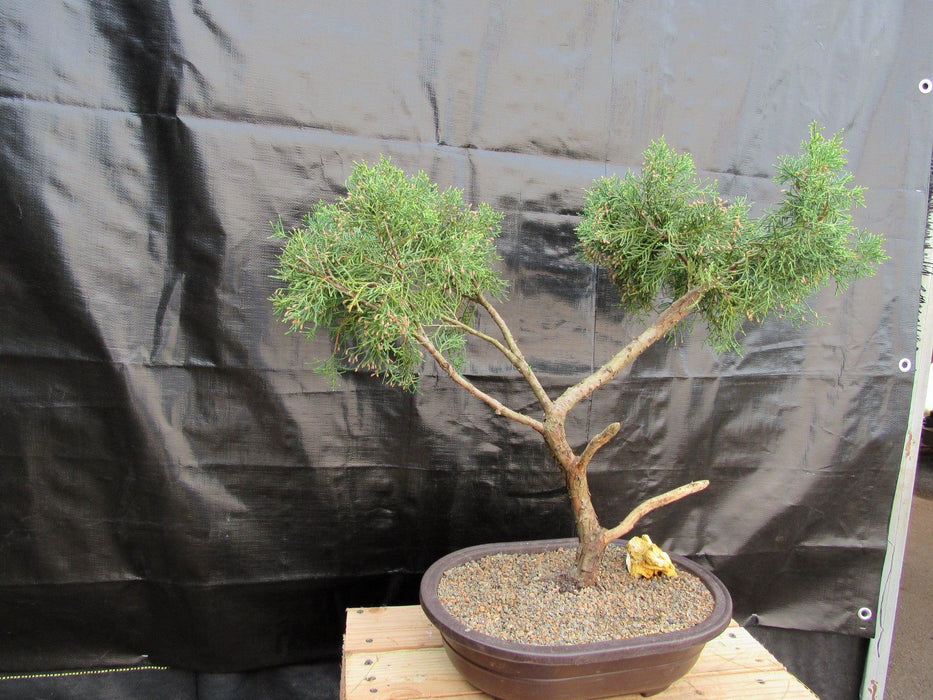 52 Year Old Golden Joy Shimpaku Chinese Juniper Specimen Bonsai Tree Literati Style Side