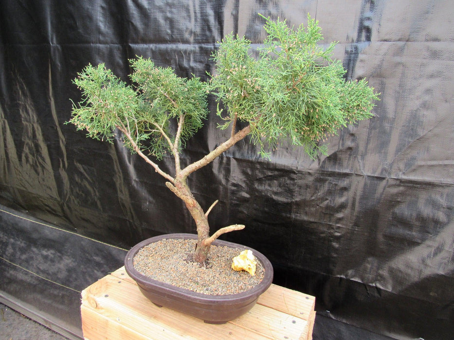 52 Year Old Golden Joy Shimpaku Chinese Juniper Specimen Bonsai Tree Literati Style Soft Side