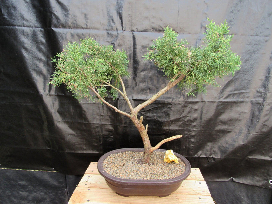 52 Year Old Golden Joy Shimpaku Chinese Juniper Specimen Bonsai Tree Literati Style