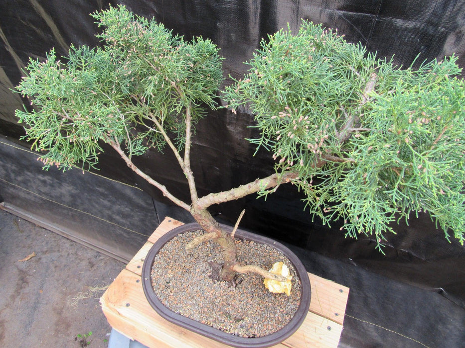 52 Year Old Golden Joy Shimpaku Chinese Juniper Specimen Bonsai Tree Literati Style Top