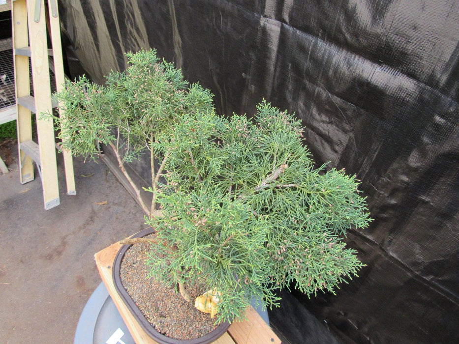 52 Year Old Golden Joy Shimpaku Chinese Juniper Specimen Bonsai Tree Literati Style Canopy