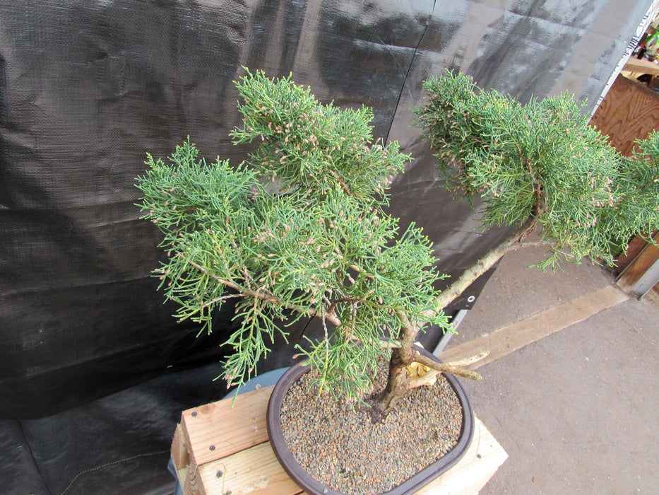 52 Year Old Golden Joy Shimpaku Chinese Juniper Specimen Bonsai Tree Literati Style Strong Top Side