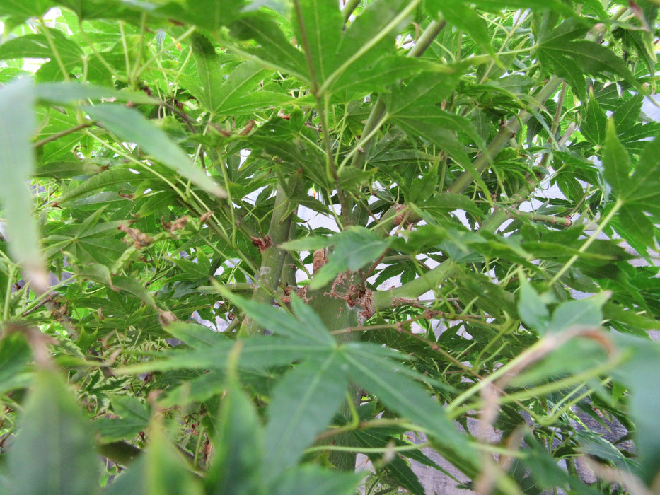 52 Year Old Ikandi Japanese Maple Specimen Bonsai Tree Branch Structure