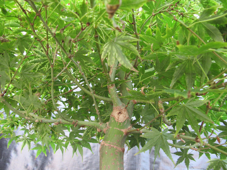 52 Year Old Ikandi Japanese Maple Specimen Bonsai Tree Bark