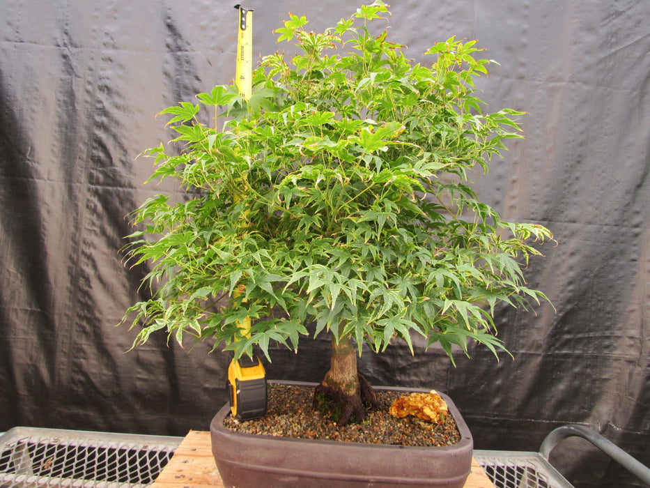 52 Year Old Ikandi Japanese Maple Specimen Bonsai Tree Tall