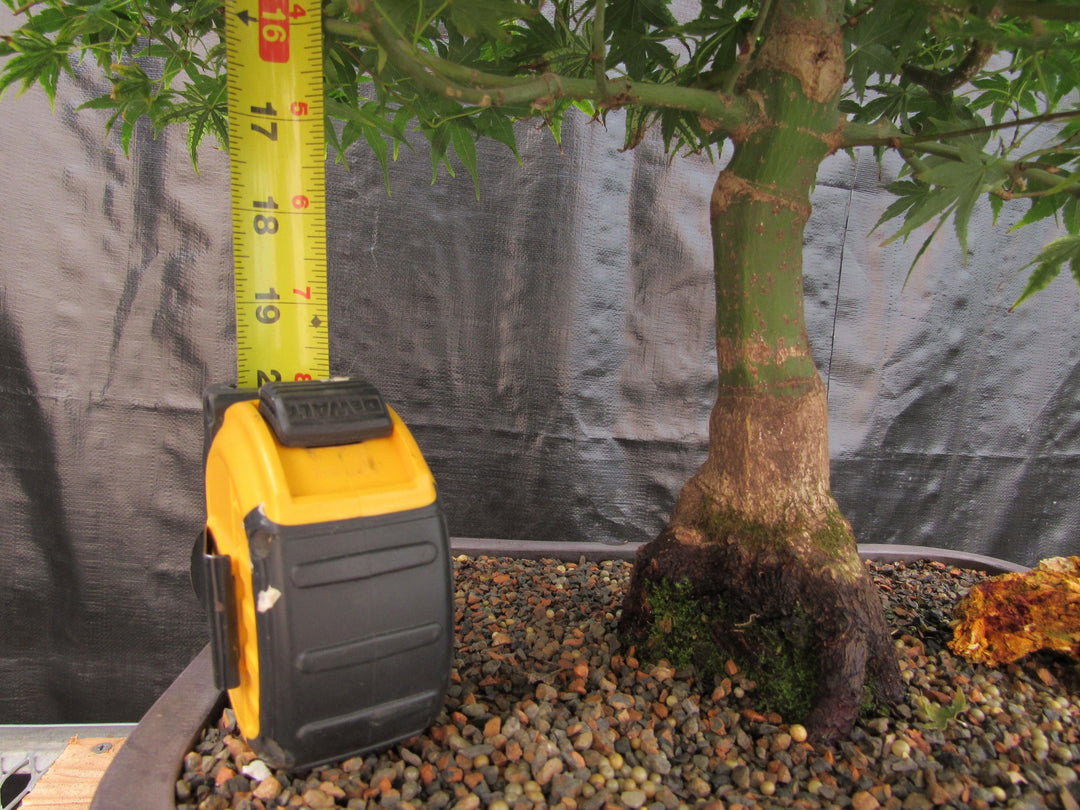 52 Year Old Ikandi Japanese Maple Specimen Bonsai Tree Height