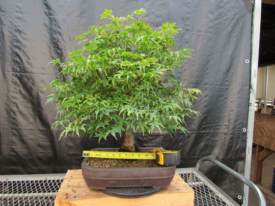 bonsai tree menards 52 Year Old Ikandi Japanese Maple Specimen Bonsai Tree