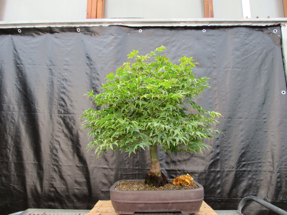 52 Year Old Ikandi Japanese Maple Specimen Bonsai Tree Profile
