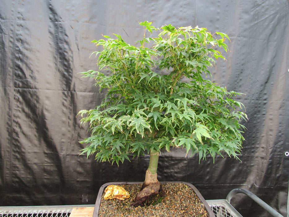 52 Year Old Ikandi Japanese Maple Specimen Bonsai Tree Back