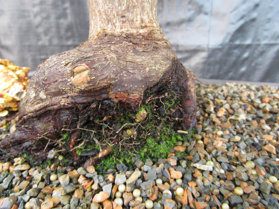 52 Year Old Ikandi Japanese Maple Specimen Bonsai Tree Roots
