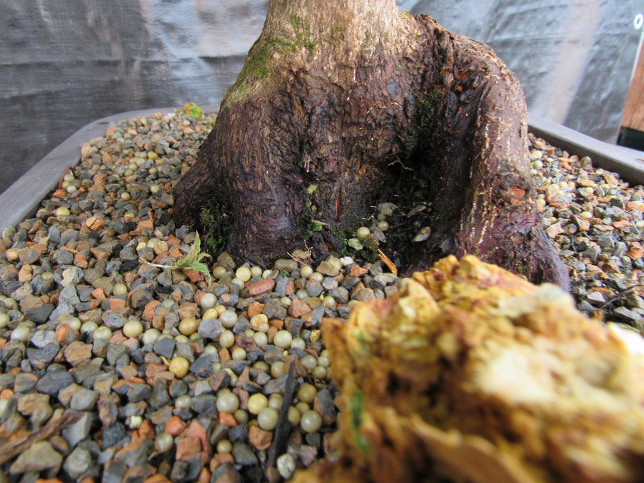 52 Year Old Ikandi Japanese Maple Specimen Bonsai Tree Trunk Base