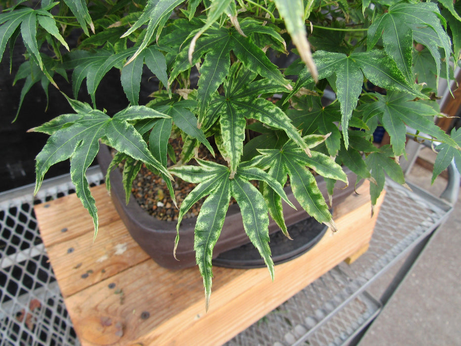 52 Year Old Ikandi Japanese Maple Specimen Bonsai Tree Leaves