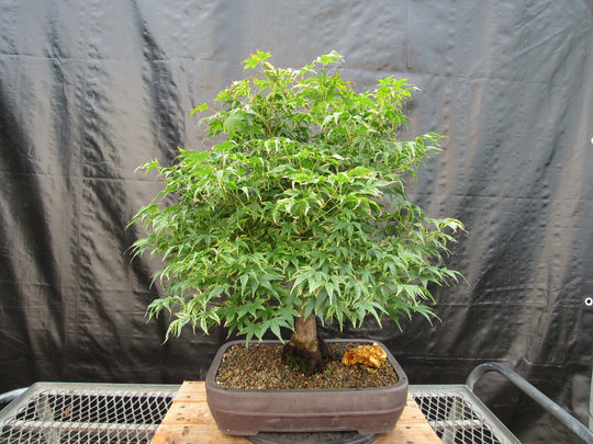 specimen bonsai tree 52 Year Old Ikandi Japanese Maple Specimen Bonsai Tree