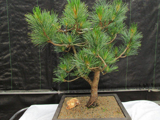 japanese black pine bonsai tree kit 52 Year Old Japanese Black Pine Specimen Bonsai Tree