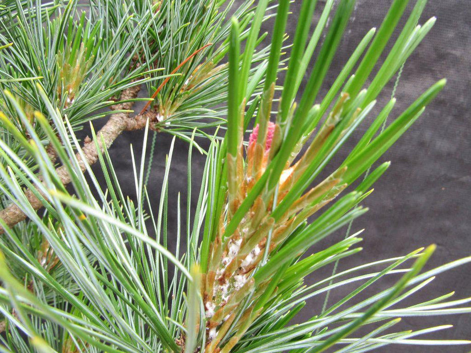 52 Year Old Japanese Black Pine Specimen Bonsai Tree New Growth