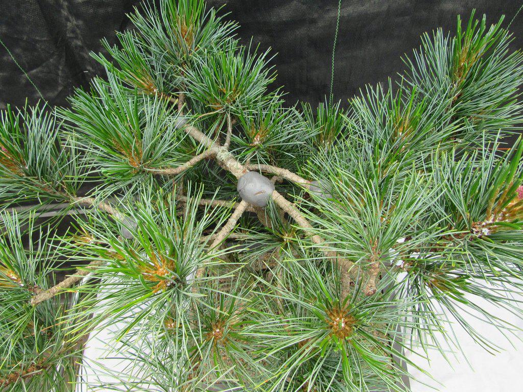 52 Year Old Japanese Black Pine Specimen Bonsai Tree Healing Putty