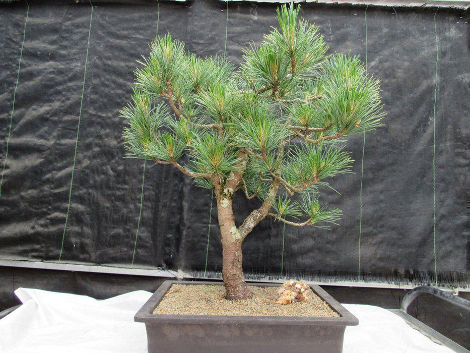 52 Year Old Japanese Black Pine Specimen Bonsai Tree Profile