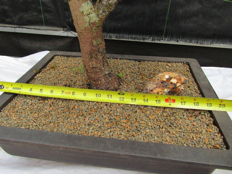 52 Year Old Japanese Black Pine Specimen Bonsai Tree Width