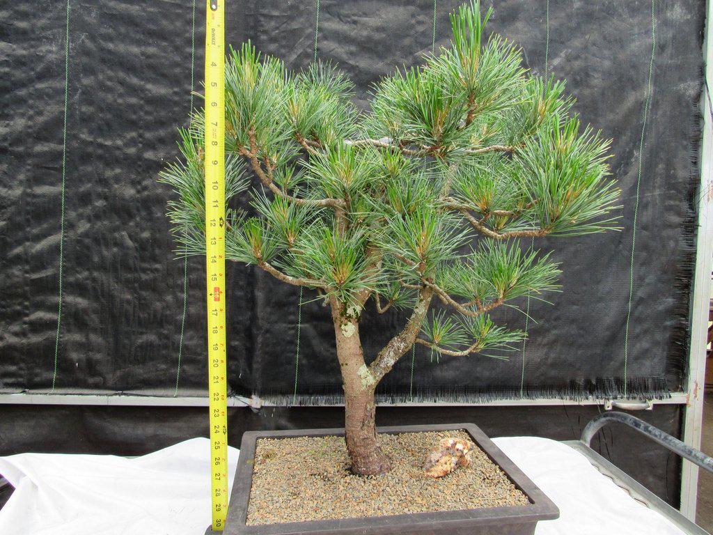52 Year Old Japanese Black Pine Specimen Bonsai Tree Size