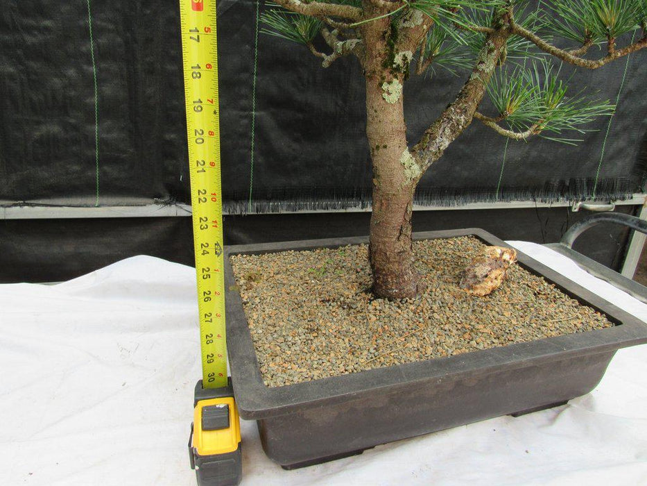 52 Year Old Japanese Black Pine Specimen Bonsai Tree Height