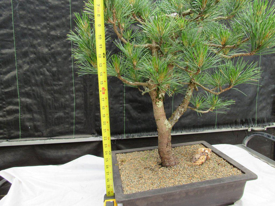 52 Year Old Japanese Black Pine Specimen Bonsai Tree Tall