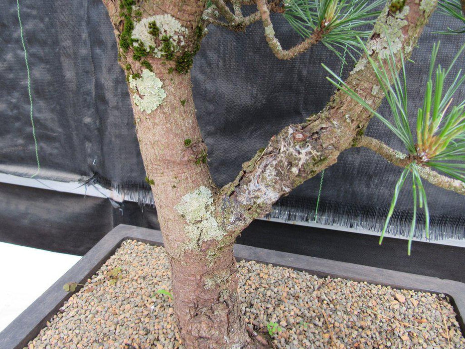 52 Year Old Japanese Black Pine Specimen Bonsai Tree Bark