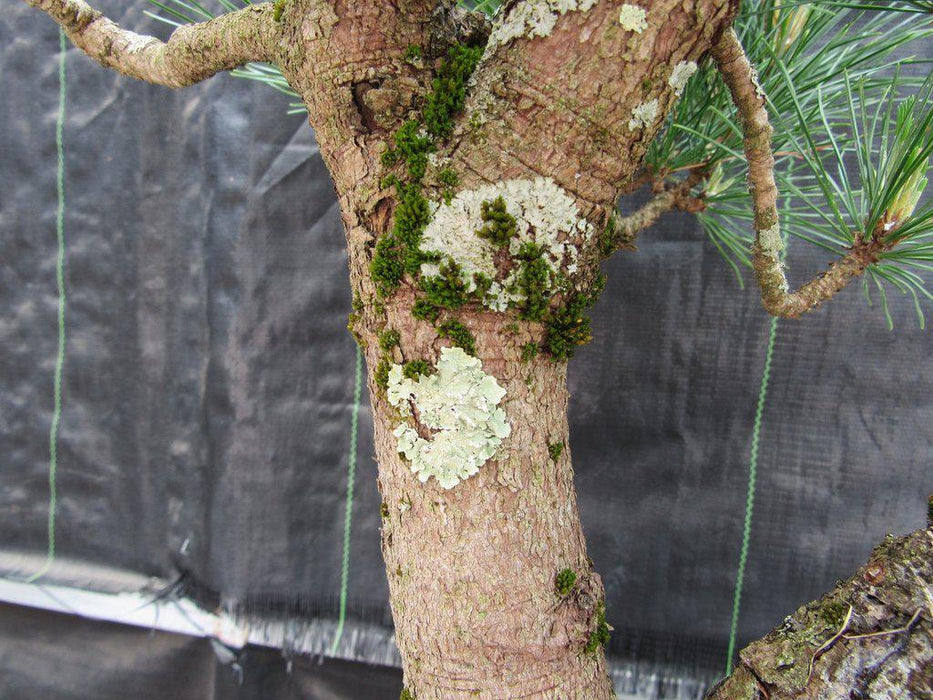 52 Year Old Japanese Black Pine Specimen Bonsai Tree Moss