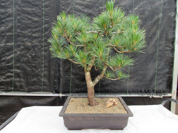 black pine tree bonsai 52 Year Old Japanese Black Pine Specimen Bonsai Tree