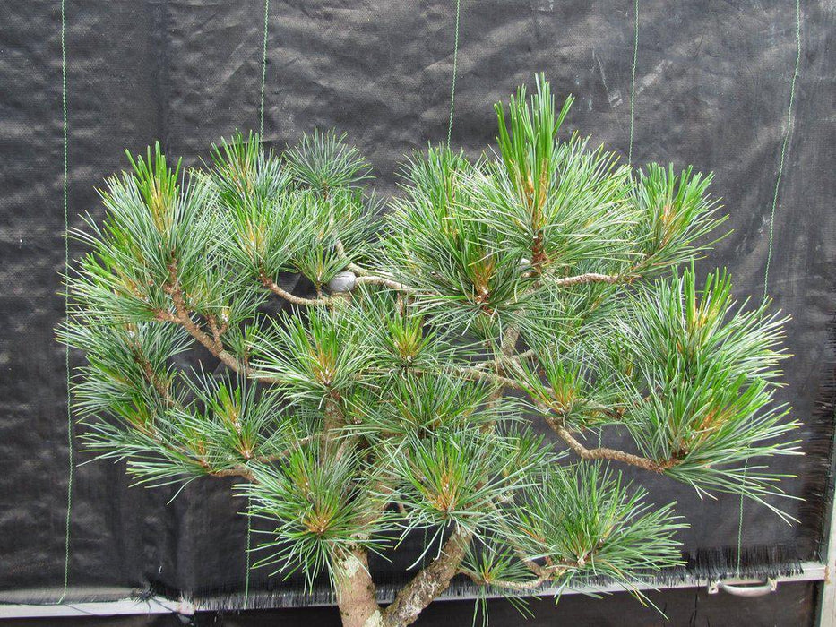 52 Year Old Japanese Black Pine Specimen Bonsai Tree Canopy