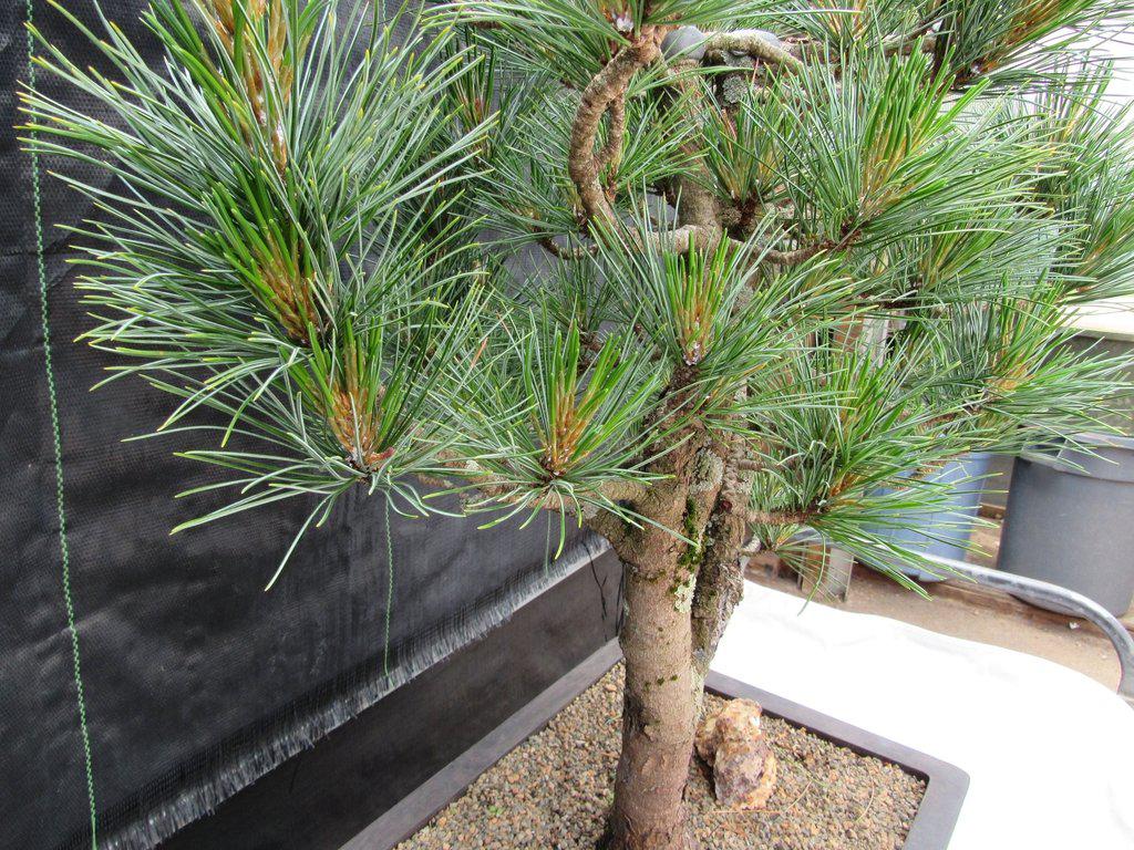 52 Year Old Japanese Black Pine Specimen Bonsai Tree Foliage