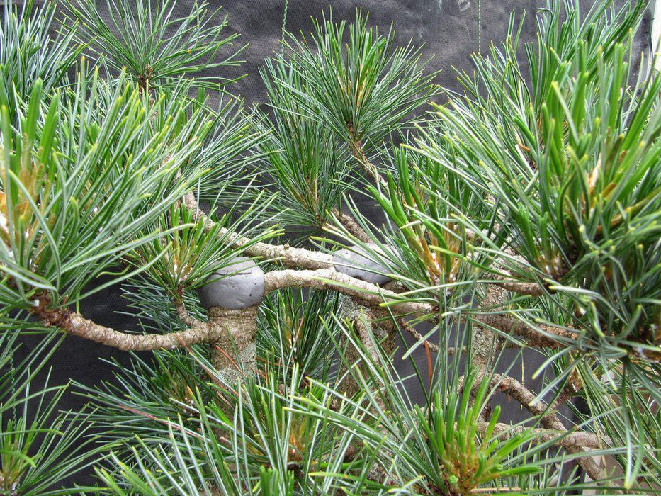 52 Year Old Japanese Black Pine Specimen Bonsai Tree Top