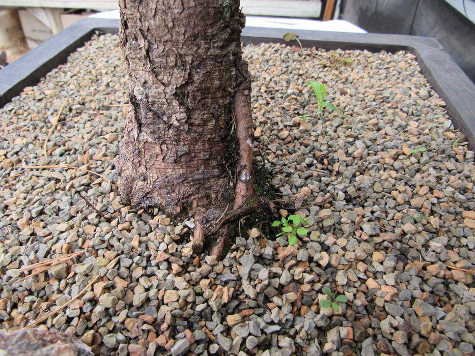 52 Year Old Japanese Black Pine Specimen Bonsai Tree Back