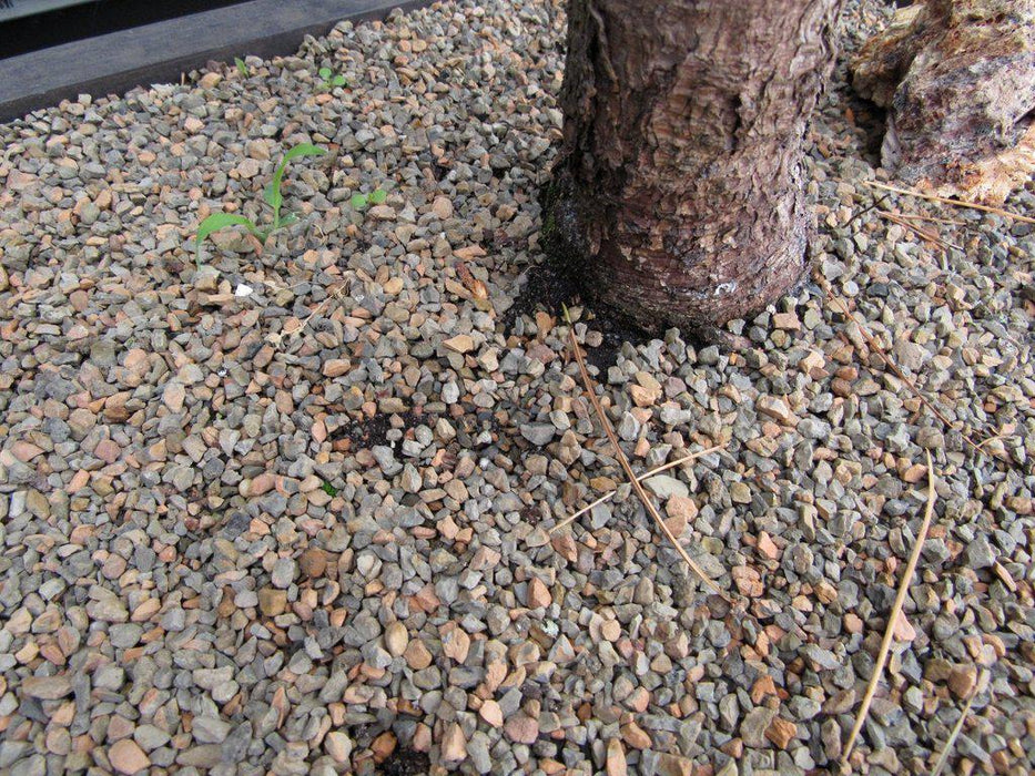 52 Year Old Japanese Black Pine Specimen Bonsai Tree Trunk