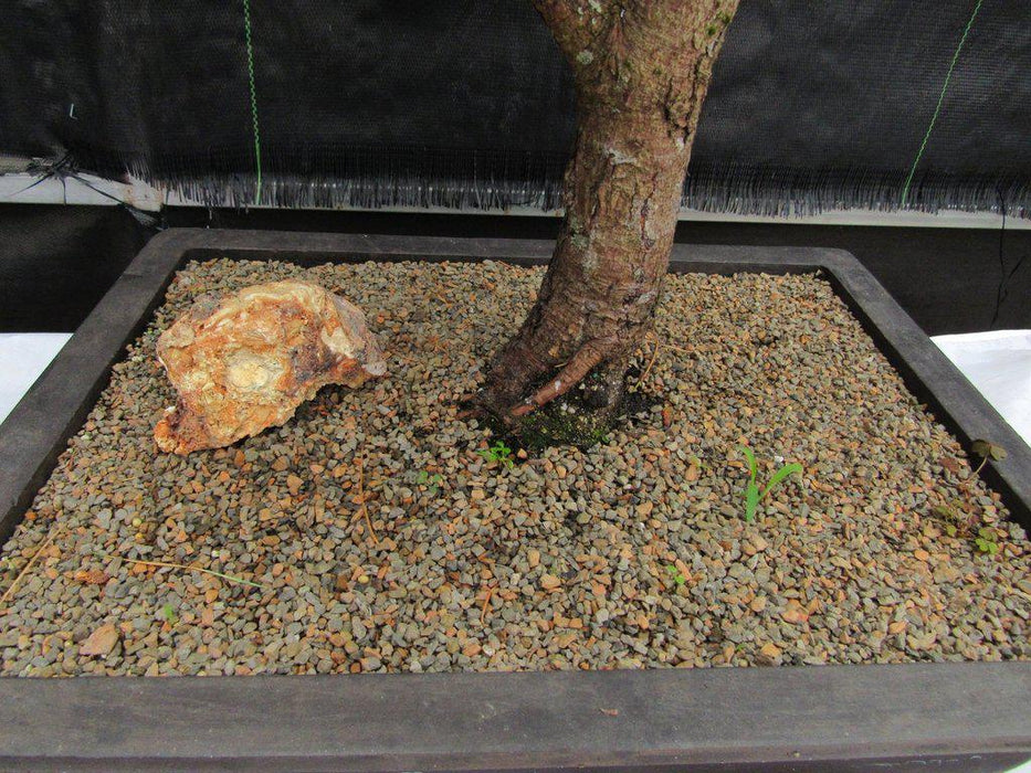 52 Year Old Japanese Black Pine Specimen Bonsai Tree Rear