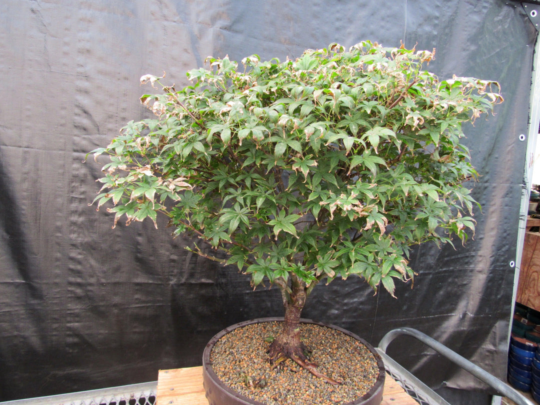 52 Year Old Rhode Island Red Japanese Maple Bonsai Tree Side