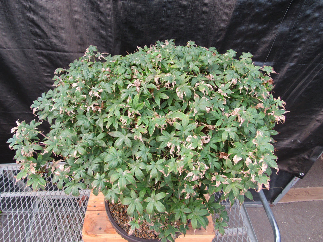 52 Year Old Rhode Island Red Japanese Maple Bonsai Tree 52 Year Old Rhode Island Red Japanese Maple Bonsai Tree Canopy