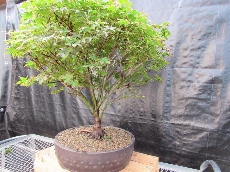 52 Year Old Rhode Island Red Japanese Maple Bonsai Tree Alt