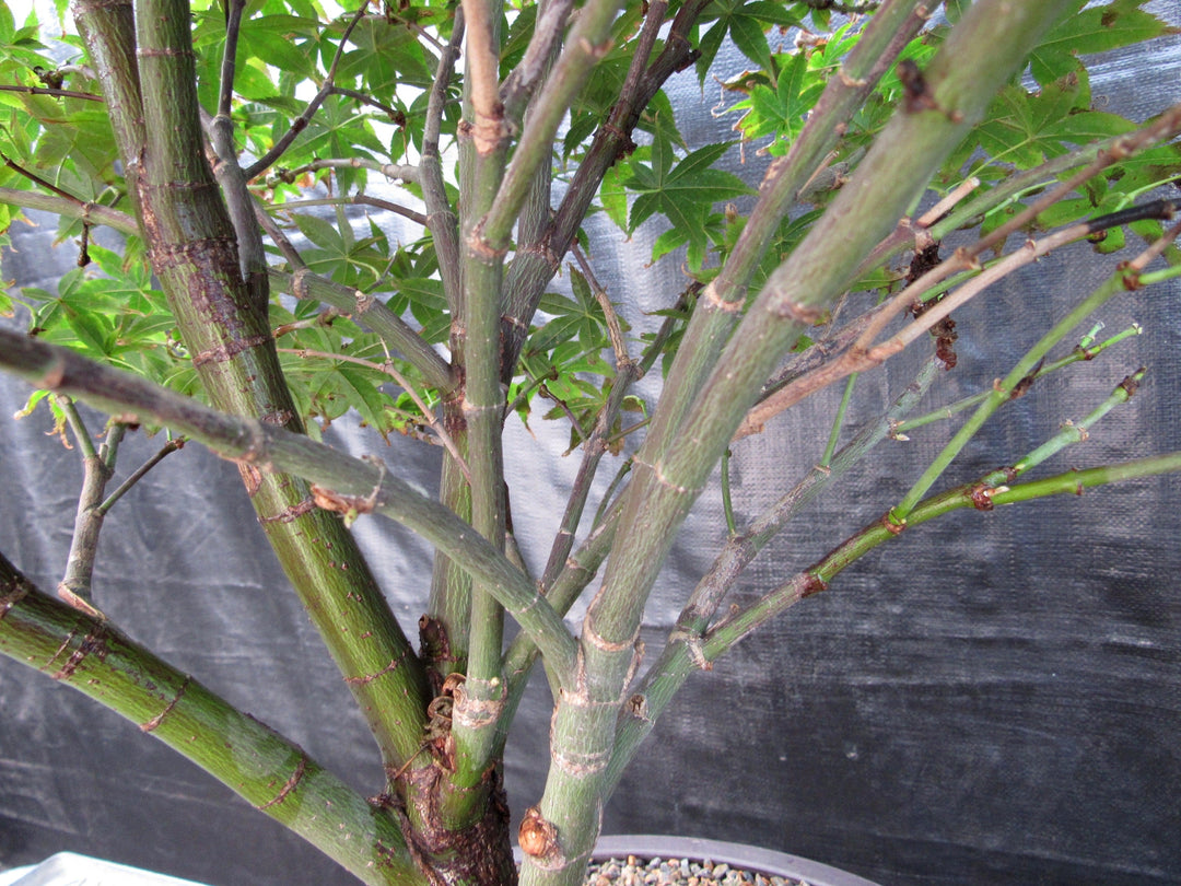 52 Year Old Rhode Island Red Japanese Maple Bonsai Tree Growth
