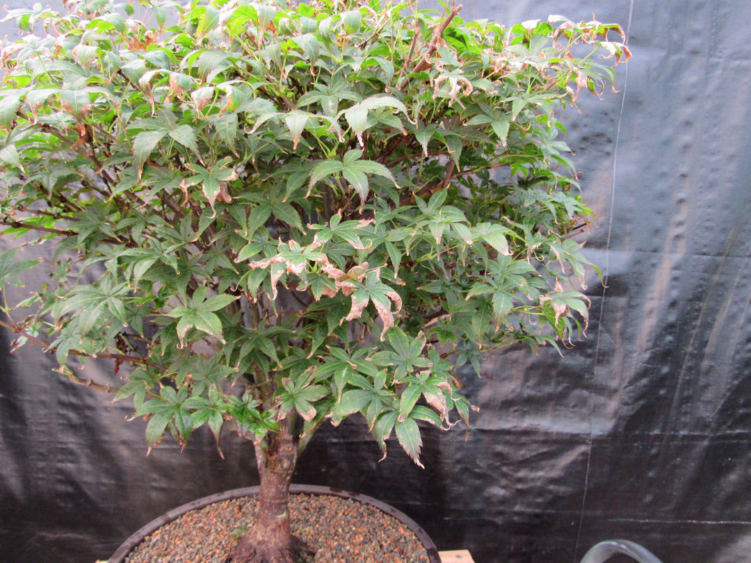 52 Year Old Rhode Island Red Japanese Maple Bonsai Tree Pretty