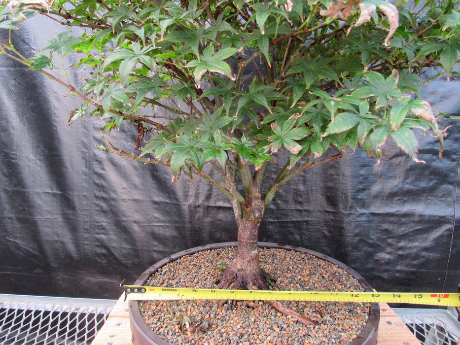 52 Year Old Rhode Island Red Japanese Maple Bonsai Tree Size