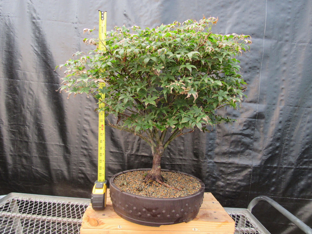 52 Year Old Rhode Island Red Japanese Maple Bonsai Tree Height