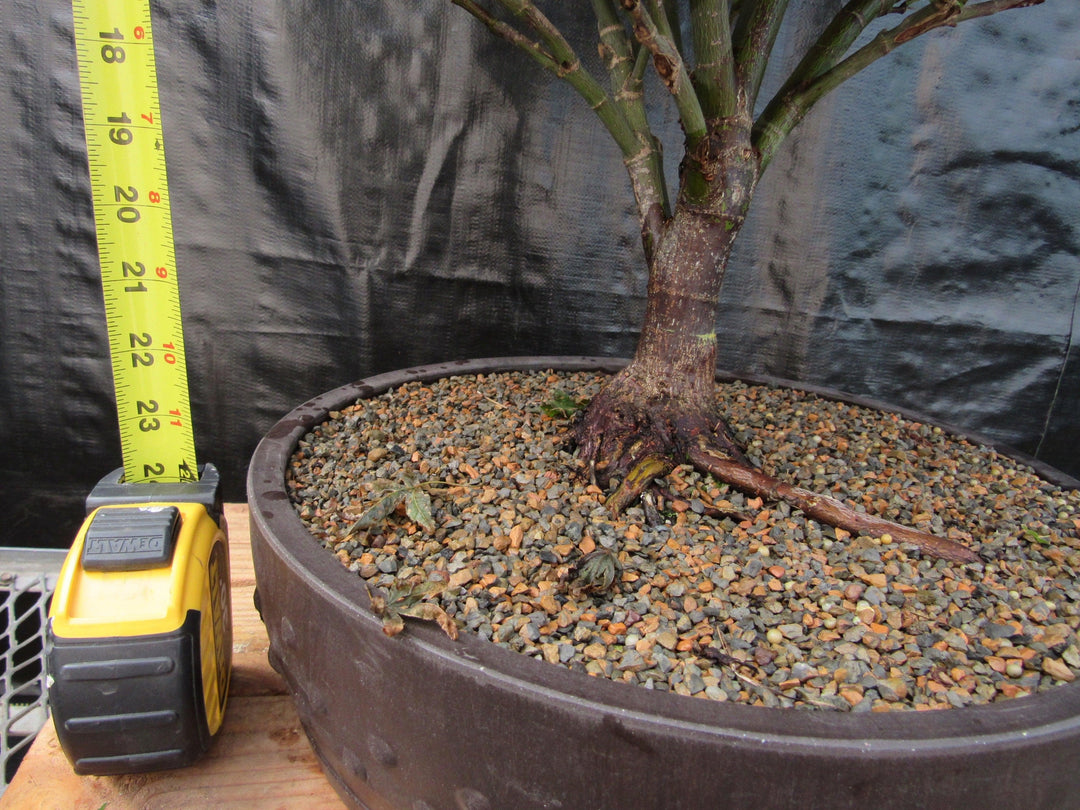 52 Year Old Rhode Island Red Japanese Maple Bonsai Tree Tall