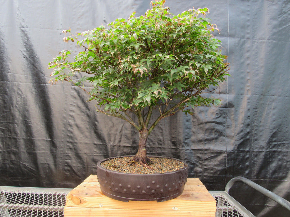 52 Year Old Rhode Island Red Japanese Maple Bonsai Tree Profile