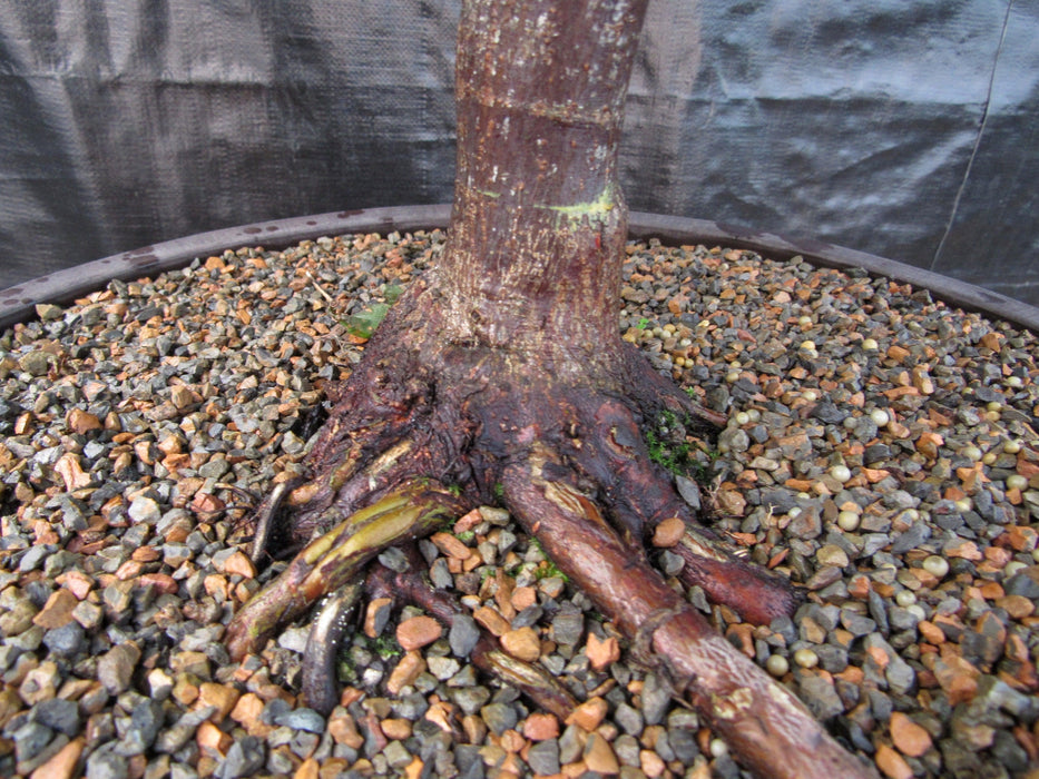 52 Year Old Rhode Island Red Japanese Maple Bonsai Tree Roots