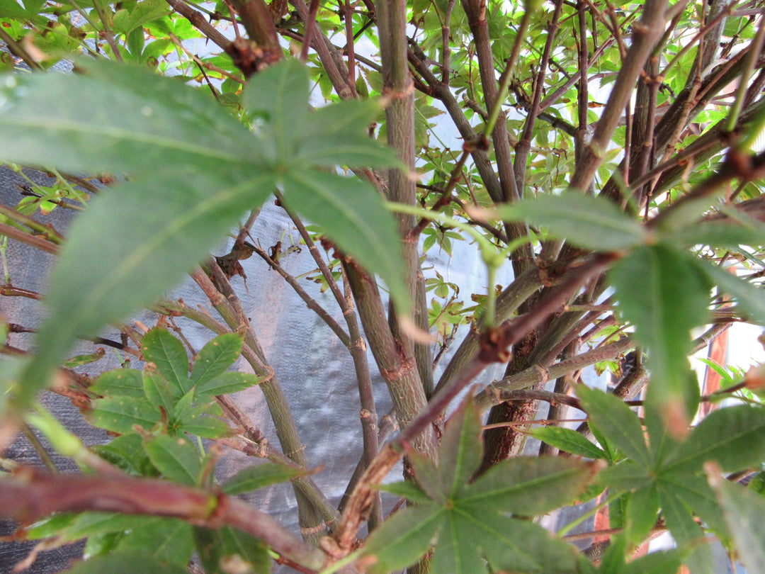 52 Year Old Rhode Island Red Japanese Maple Bonsai Tree Branches