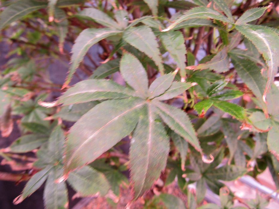 52 Year Old Rhode Island Red Japanese Maple Bonsai Tree Leaf