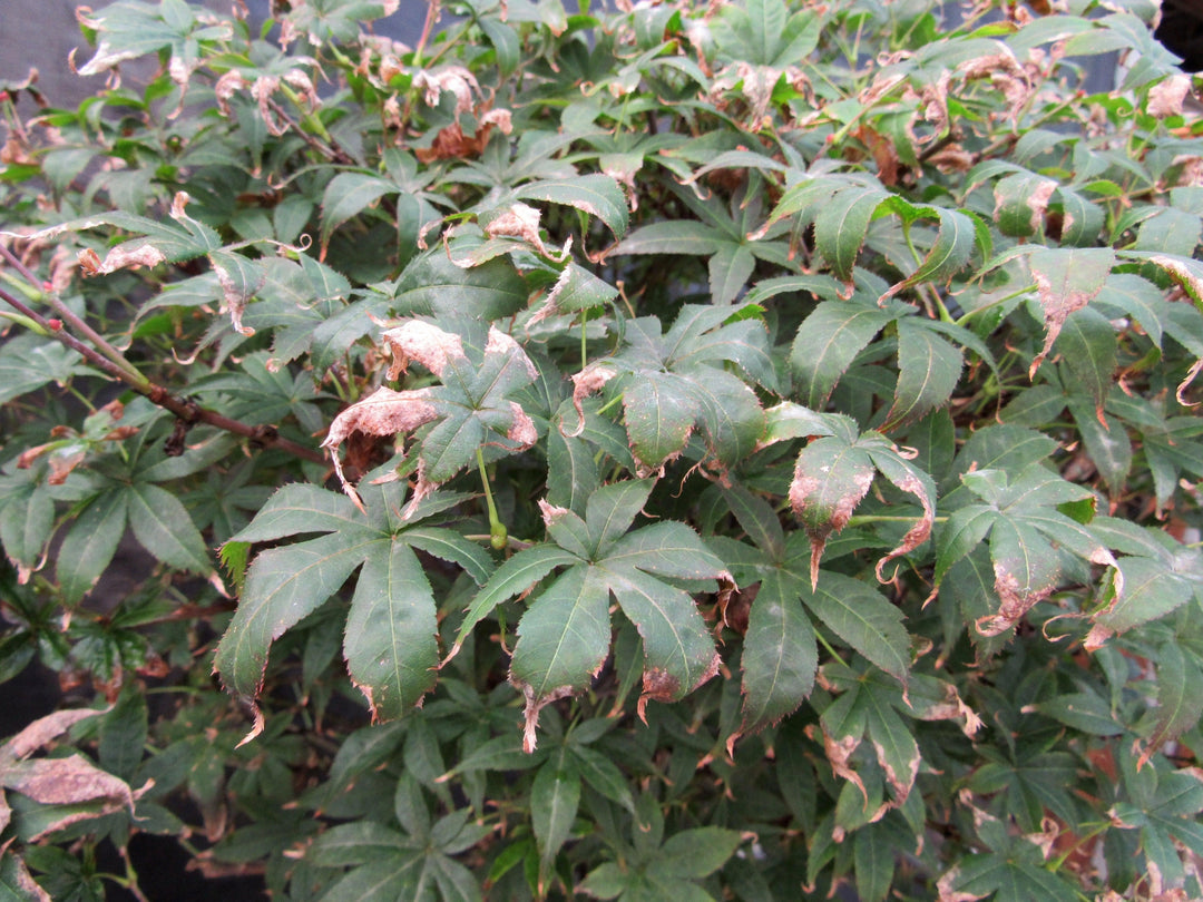 52 Year Old Rhode Island Red Japanese Maple Bonsai Tree Fall Foliage