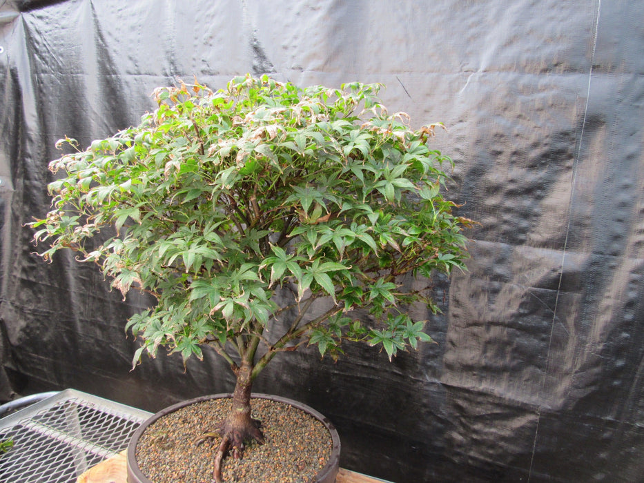 52 Year Old Rhode Island Red Japanese Maple Bonsai Tree Side