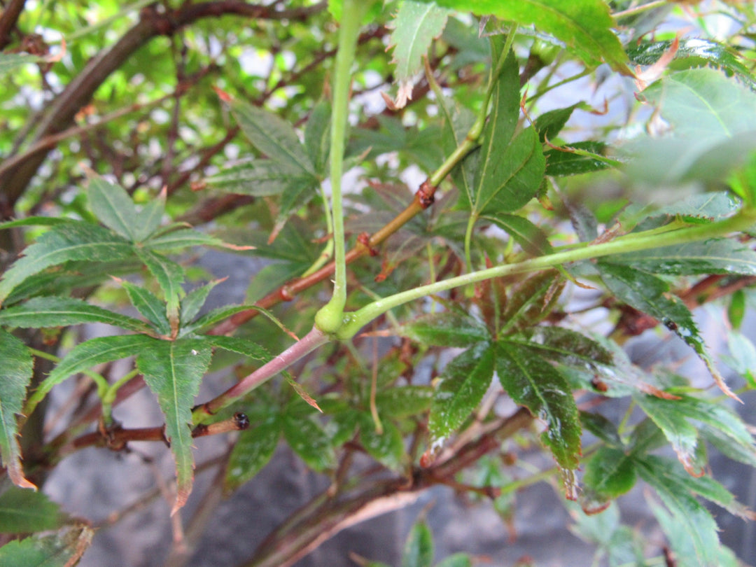 52 Year Old Rhode Island Red Japanese Maple Bonsai Tree New Growth